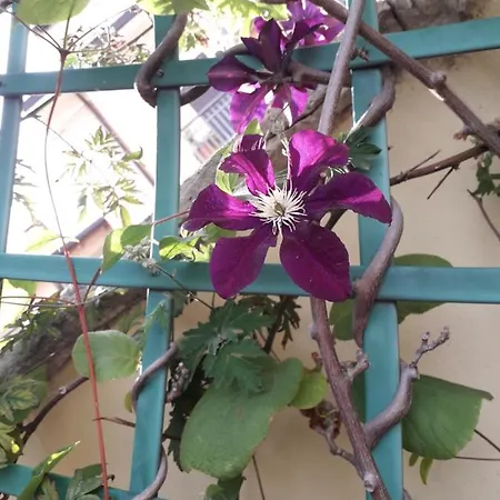 Apartman Scalzi 18